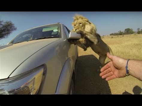 Lion Eating Human In Africa