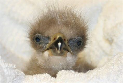 Baby Eagle (con imágenes) | Animales