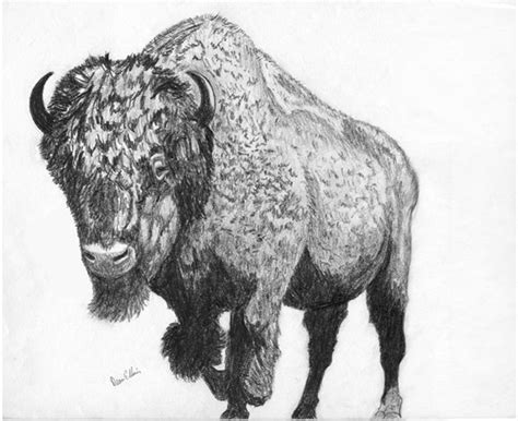 Bison art, Buffalo tattoo, Drawings