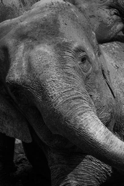 Elephant Portrait Free Stock Photo - Public Domain Pictures