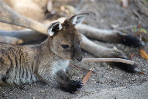 Baby kangaroo : r/aww