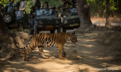 Wildlife Tourism in India — New Challenges for Park Management - Centre for Wildlife Studies