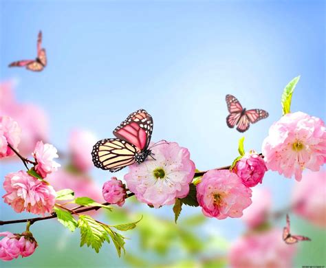 Flowers and Butterflies Wallpapers - Top Free Flowers and Butterflies ...