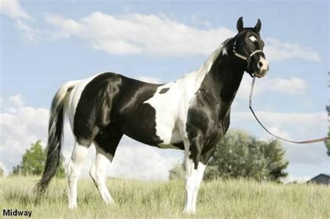 72 best Tobiano Horses images on Pinterest