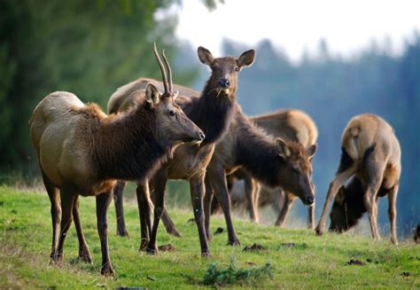 Robin Loznak Photography: Roosevelt elk in Oregon