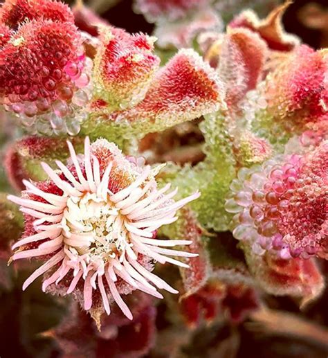 Mesembryanthemum Crystallinum Seeds