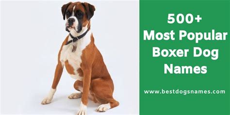 500+ Most Popular Boxer Dog Names - List in 2020! | Boxer dogs, Dog ...