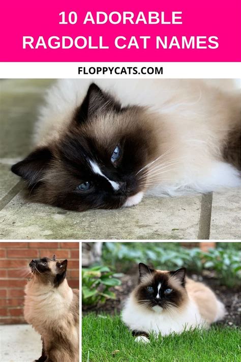 Ragdoll Cat Names [2021] Adorable & Cute Cat Name Ideas in 2021 ...