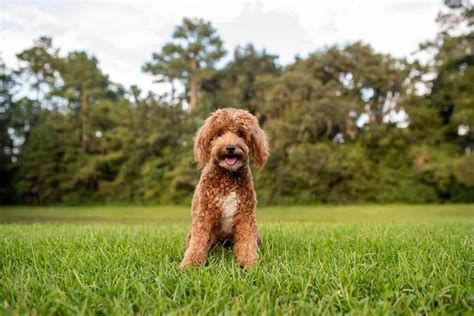 Full Grown Mini Goldendoodle Size: How Big Are They? | Pets Nurturing