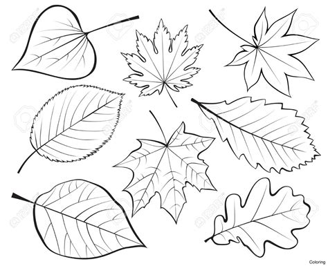 Ivy Leaf Drawing at GetDrawings | Free download