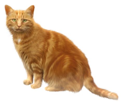 Cat PNG Transparent Images | PNG All