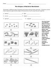 The Shapes Of Bacteria Worksheet