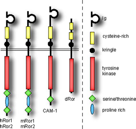 Structure of Ror RTKs in different species Structure of Ror receptor... | Download Scientific ...