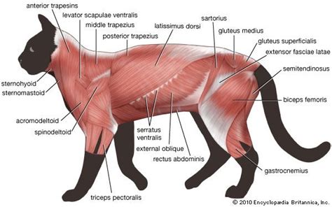 muscle | Britannica.com | Cat anatomy, Feline anatomy, Dog anatomy