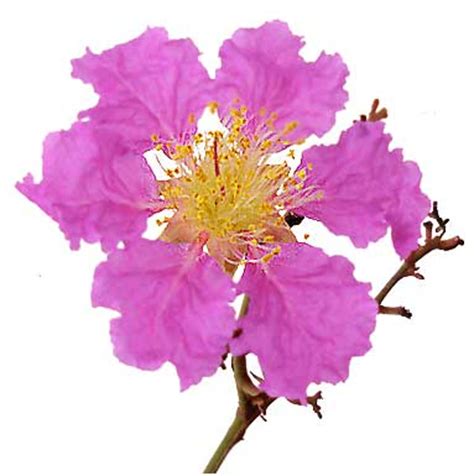 Banaba / Lagerstroemia Speciosa / Queen's flower: Philippine Medicinal ...