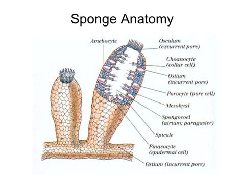 Sponge Diagram Labeled