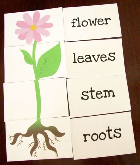 Plants Grow Preschool Worksheet and Great Printable Resources – Plants ...