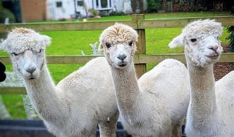 150 Best Alpaca Names - Cute & Funny Names for Your Alpaca | PetPress