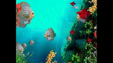 Coral Reef Aquarium 3D Screensaver DEMO http://www.screensavergift.com - YouTube