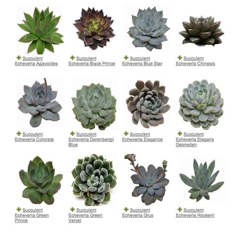 Succulents Names And Images | Types Of Succulent Plant