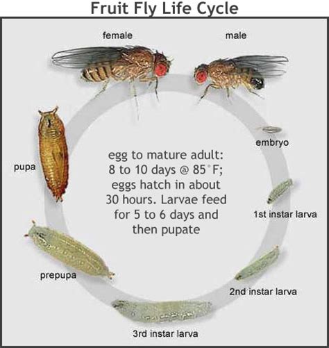 Scott Hopper's blog: NEVADA COUNTY GARDENERS - FRUIT FLIES IN YOUR KITCHEN