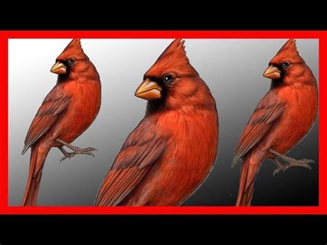 Northern Cardinal Song, Northern Cardinal Call, Bird Sound, Call, Chirp ...