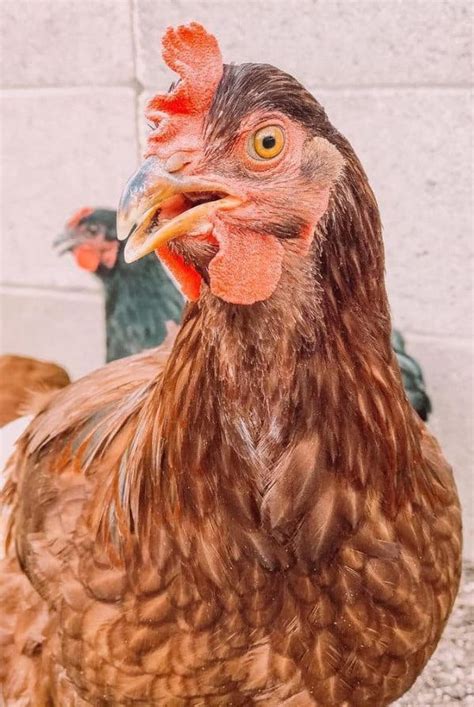 Rhode Island Red Chicken: Eggs, Height, Size and Raising Tips