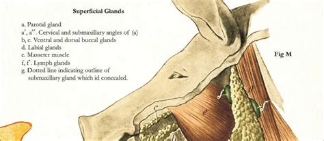 Pig Anatomy Poster - Clinical Charts and Supplies