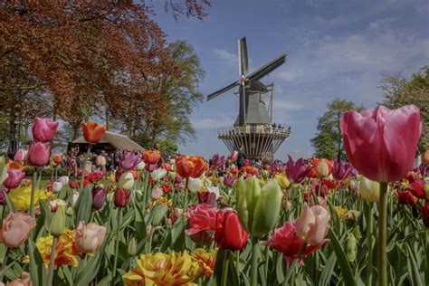 Keukenhof Tickets & Tours 2020 season - Tulip Festival Amsterdam