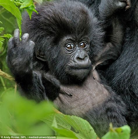 Adorable photos show baby mountain gorilla playing around before ...