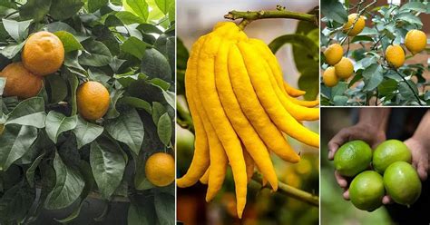 11 Types and Varieties of Lemon Tree Most Famous - Complete Gardering