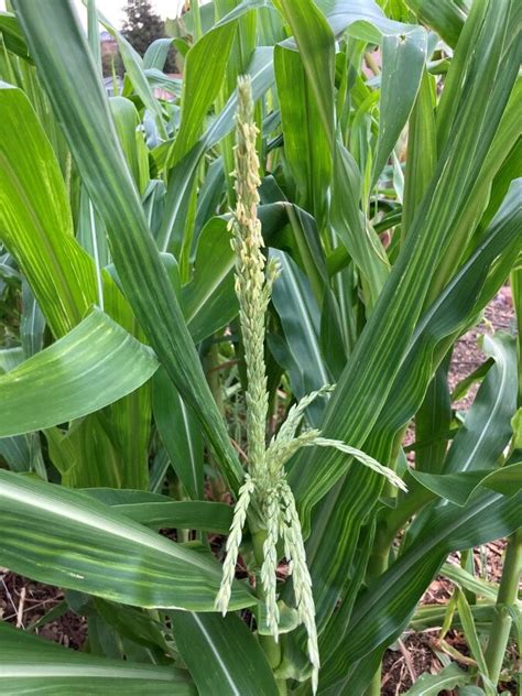 Improve Corn Pollination and Yield: Grow more corn. – Gardens Apprentice