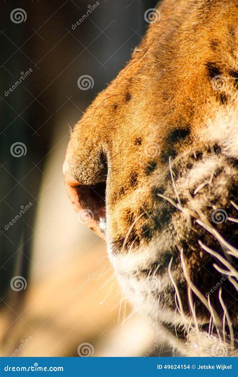 Tiger s nose stock photo. Image of tiger, wildlife, close - 49624154