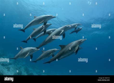 A pod of Indo-Pacific bottlenose dolphins (Tursiops aduncus) is sleeping Stock Photo - Alamy