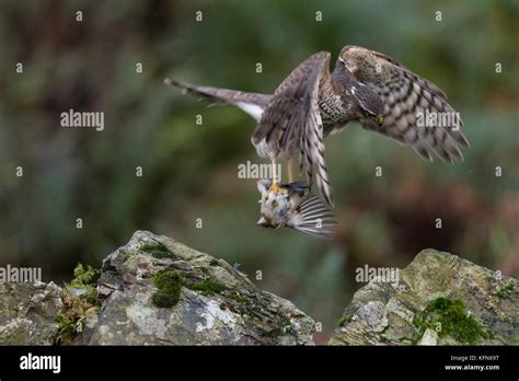 Sparrowhawk uk flight hi-res stock photography and images - Alamy