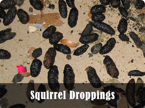 squirrel_droppings - Midcoast Wildlife Specialists