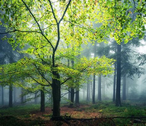 *🇩🇪 Thuringian Forest (Germany) by Heiko Gerlicher (@heikogerlicher) on ...