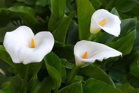 Calla Lily Flower Meaning and Symbolism of Each Color | Florgeous