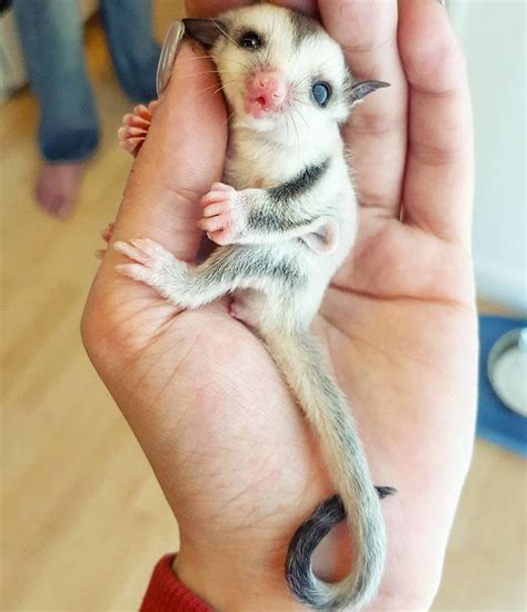 30+ Adorable Rare Baby Animals You've Never Seen Before