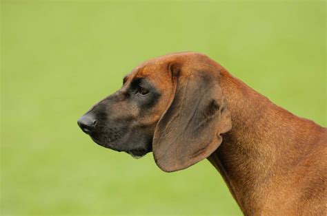 Bavarian Mountain Hound Dog Breed » Everything About Bavarian Mountain ...