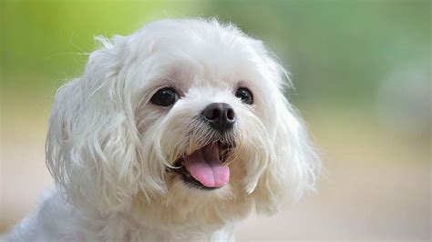 Maltese - Price, Temperament, Life span