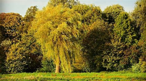 Willow Tree – Meaning and Symbolism