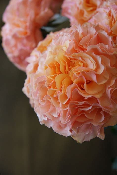 Campanella roses- an example of one of our bright 'accent' flowers we'd ...