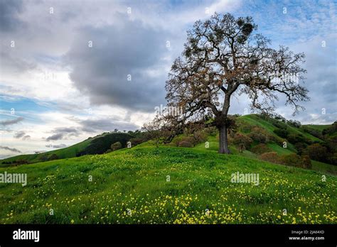 The Hiking Trails of Mount Diablo State Park Stock Photo - Alamy