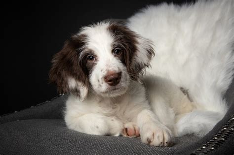 Border Collie Springer Spaniel Mix (Sprollie) Breed Facts - BorderCollieTalk