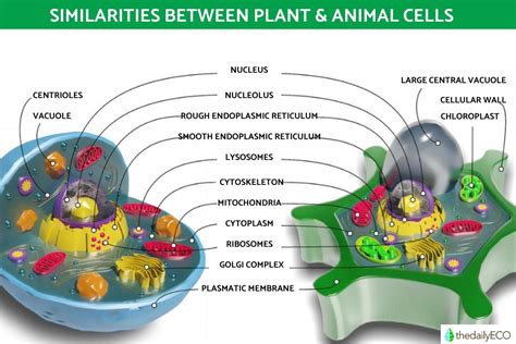 The Differences Between Animal and Plant Cells - With Diagrams