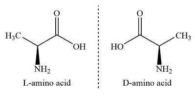 Stereoisomers exist for most of the amino acids found in nature. Which statement below is ...