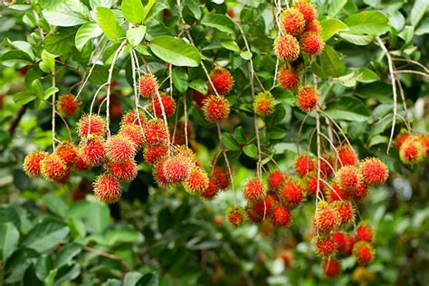 Rambutan Tree Stock Photos, Pictures & Royalty-Free Images - iStock