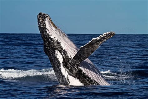 Whale Watching! (Private Boat) - Watersports Guru Reservations