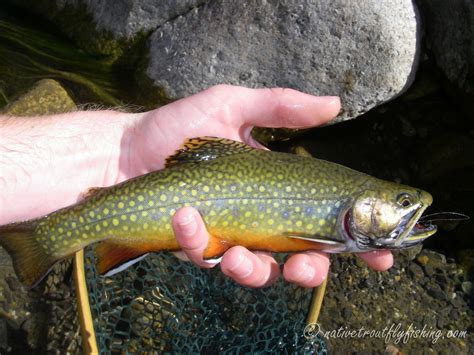 Native Trout Fly Fishing: Brook Trout